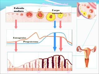 Ovócito (Ovulação)
     Folículo
     maduro                         Corpo
                                    amarelo




     Estrogénios
             Progesterona




1º                      14º                    28º
 