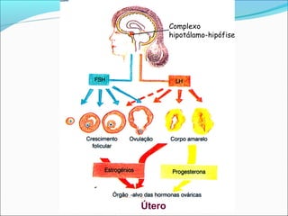Complexo
        hipotálamo-hipófise




Útero
 