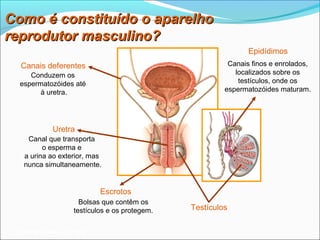 Como é constituído o aparelho
reprodutor masculino?
                                                               Epidídimos
  Canais deferentes                                      Canais finos e enrolados,
     Conduzem os                                           localizados sobre os
  espermatozóides até                                       testículos, onde os
        à uretra.                                       espermatozóides maturam.




            Uretra
    Canal que transporta
         o esperma e
   a urina ao exterior, mas
   nunca simultaneamente.


                           Escrotos
                     Bolsas que contêm os
                   testículos e os protegem.   Testículos

 Planeta Terra — 9.º ano
 