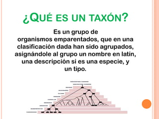 ¿QUÉ ES UN TAXÓN?
Es un grupo de
organismos emparentados, que en una
clasificación dada han sido agrupados,
asignándole al grupo un nombre en latín,
una descripción si es una especie, y
un tipo.
 