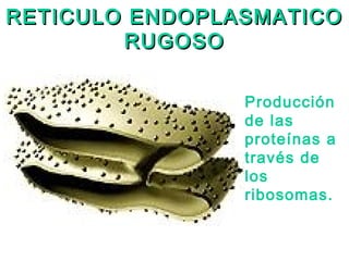 RETICULO ENDOPLASMATICORETICULO ENDOPLASMATICO
RUGOSORUGOSO
Producción
de las
proteínas a
través de
los
ribosomas.
 