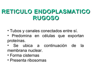 • Tubos y canales conectados entre sí.
• Predomina en células que exportan
proteínas.
• Se ubica a continuación de la
membrana nuclear.
• Forma cisternas
• Presenta ribosomas
RETICULO ENDOPLASMATICORETICULO ENDOPLASMATICO
RUGOSORUGOSO
 