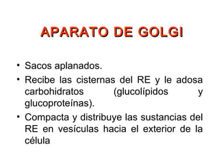 • Sacos aplanados.
• Recibe las cisternas del RE y le adosa
carbohidratos (glucolípidos y
glucoproteínas).
• Compacta y distribuye las sustancias del
RE en vesículas hacia el exterior de la
célula
APARATO DE GOLGIAPARATO DE GOLGI
 