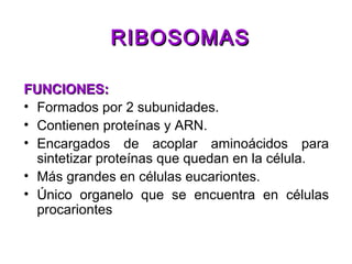 FUNCIONES:FUNCIONES:
• Formados por 2 subunidades.
• Contienen proteínas y ARN.
• Encargados de acoplar aminoácidos para
sintetizar proteínas que quedan en la célula.
• Más grandes en células eucariontes.
• Único organelo que se encuentra en células
procariontes
RIBOSOMASRIBOSOMAS
 