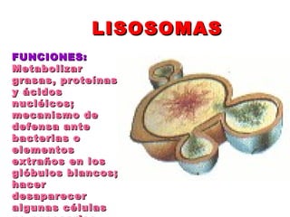 LISOSOMASLISOSOMAS
FUNCIONES:FUNCIONES:
MetabolizarMetabolizar
grasas, proteínasgrasas, proteínas
y ácidosy ácidos
nucléicos;nucléicos;
mecanismo demecanismo de
defensa antedefensa ante
bacterias obacterias o
elementoselementos
extraños en losextraños en los
glóbulos blancos;glóbulos blancos;
hacerhacer
desaparecerdesaparecer
algunas célulasalgunas células
 