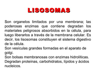 SSon organelos limitados por una membrana; las
poderosas enzimas que contiene degradan los
materiales peligrosos absorbidos en la célula, para
luego liberarlos a través de la membrana celular. Es
decir, los lisosomas constituyen el sistema digestivo
de la célula.
Son vesículas grandes formadas en el aparato de
golgi.
Son bolsas membranosas con enzimas hidrolíticas.
Degradan proteínas, carbohidratos, lípidos y ácidos
nucleicos.
LISOSOMASLISOSOMAS
 