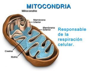 MITOCONDRIAMITOCONDRIA
Responsable
de la
respiración
celular.
 