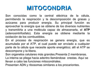 Son conocidas como la central eléctrica de la célula,
permitiendo la respiración y la descomposición de grasas y
azúcares para producir energía. Su principal función es
aprovechar la energía que se obtiene de los diversos nutrientes
y transmitirla a una molécula capaz de almacenarla, el ATP
(adenosintrifosfato). Esta energía se obtiene mediante la
oxidación de los combustibles.
En el proceso de respiración se genera energía, que es
acumulada por el ATP, el cual puede ser enviado a cualquier
parte de la célula que necesite aporte energético; allí el ATP se
descompone y la libera.
Son organelos celulares más grandes.Presenta 2 membranas.
La interna se pliega hacia adentro llamándose crestas. Aquí se
llevan a cabo las funciones mitocondriales.
Presentan ADN y ribosomas similares a los procariontes.
MITOCONDRIAMITOCONDRIA
 
