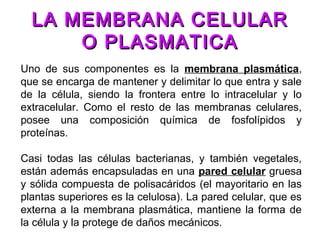 Uno de sus componentes es la membrana plasmática,
que se encarga de mantener y delimitar lo que entra y sale
de la célula, siendo la frontera entre lo intracelular y lo
extracelular. Como el resto de las membranas celulares,
posee una composición química de fosfolípidos y
proteínas.
Casi todas las células bacterianas, y también vegetales,
están además encapsuladas en una pared celular gruesa
y sólida compuesta de polisacáridos (el mayoritario en las
plantas superiores es la celulosa). La pared celular, que es
externa a la membrana plasmática, mantiene la forma de
la célula y la protege de daños mecánicos.
LA MEMBRANA CELULARLA MEMBRANA CELULAR
O PLASMATICAO PLASMATICA
 