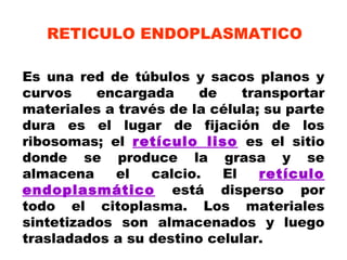 Es una red de túbulos y sacos planos y
curvos encargada de transportar
materiales a través de la célula; su parte
dura es el lugar de fijación de los
ribosomas; el retículo liso es el sitio
donde se produce la grasa y se
almacena el calcio. El retículo
endoplasmático está disperso por
todo el citoplasma. Los materiales
sintetizados son almacenados y luego
trasladados a su destino celular.
RETICULO ENDOPLASMATICO
 