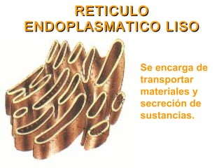 RETICULORETICULO
ENDOPLASMATICO LISOENDOPLASMATICO LISO
Se encarga de
transportar
materiales y
secreción de
sustancias.
 