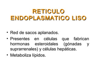 • Red de sacos aplanados.
• Presentes en células que fabrican
hormonas esteroidales (gónadas y
suprarrenales) y células hepáticas.
• Metaboliza lípidos.
RETICULORETICULO
ENDOPLASMATICO LISOENDOPLASMATICO LISO
 