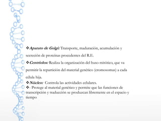 Aparato de Golgi: Transporte, maduración, acumulación y
secreción de proteínas procedentes del R.E.
Centriolos: Realiza la organización del huso mitótico, que va
permitir la repartición del material genético (cromosomas) a cada
célula hija.
Núcleo: Controla las actividades celulares.
- Protege al material genético y permite que las funciones de
transcripción y traducción se produzcan libremente en el espacio y
tiempo
 