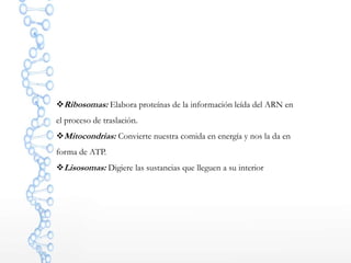 Ribosomas: Elabora proteínas de la información leída del ARN en
el proceso de traslación.
Mitocondrias: Convierte nuestra comida en energía y nos la da en
forma de ATP.
Lisosomas: Digiere las sustancias que lleguen a su interior
 