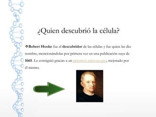 ¿Quien descubrió la célula?
Robert Hooke fue el descubridor de las células y fue quien las dio
nombre, mencionándolas por primera vez en una publicación suya de
1665. Lo consiguió gracias a un primitivo microscopio, mejorado por
él mismo.
 