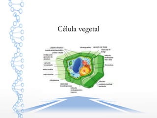 Célula vegetal
 