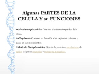 Algunas PARTES DE LA
CELULA Y su FUNCIONES
Membrana plasmática: Controla el contenido químico de la
célula.
Citoplasma: Conserva en flotación a los orgánulos celulares y
ayuda en sus movimientos.
Retículo Endoplasmático: Síntesis de proteínas, metabolismo de
lípidos y algunos esteroides y transporte intracelular.
 