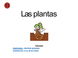Las plantas
TERCEROS
PROFESORA : CRISTINA QUEZADA
SEMANA DEL 15 AL 20 DE JUNIO.
 