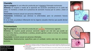 Clamidia
Agente patógeno: Es una infección producida por la bacteria Chlamydia trachomatis
Síntomas: En mujeres a través de la aparición de secreción amarillenta en el cuello del
útero. En hombres a través de la presencia de secreción mucosa por la uretra y dolor al
orinar.
Transmisión: Contacto sexual con personas infectadas
Tratamiento: Antibióticos que eliminan la enfermedad, pero no previenen futuros
contagios.
Si no se trata, se produce inflamación de los órganos sexuales internos que puede derivar
en infertilidad.
Tricomoniasis
Agente patógeno: Es una infección producida por protozoo Trichomonas vaginalis.
Síntomas: En mujeres puede provocar secreción vaginal con mal olor que puede ser
transparente, blanca, amarillenta o verdosa, picazón genital y dolor al orinar. En hombres
no tiene síntomas.
Transmisión: Contacto sexual con personas infectadas.
Tratamiento: Medicamentos específicos para el combate contra este tipo de protistas
parásitos.
PROTOZOO: Son organismos animales microscópicos formados por una sola célula (unicelulares), heterótrofos, que viven en
medios líquidos, son capaces de moverse y se reproducen por bipartición (la célula se divide en dos). Algunos de ellos pueden
formar colonias.
Los protozoos son los animales más sencillos ya que están formados por una sola célula y mediante esa única célula realizan
todas las funciones vitales.
 