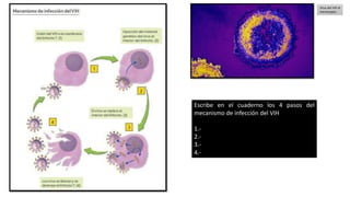 Virus del VIH al
microscopio.
Escribe en el cuaderno los 4 pasos del
mecanismo de infección del VIH
1.-
2.-
3.-
4.-
 
