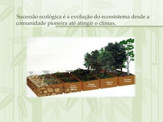 Sucessão ecológica é a evolução do ecossistema desde a
comunidade pioneira até atingir o clímax.
 