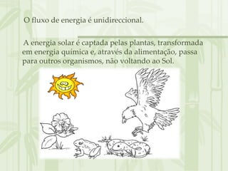 O fluxo de energia é unidireccional.

A energia solar é captada pelas plantas, transformada
em energia química e, através da alimentação, passa
para outros organismos, não voltando ao Sol.
 