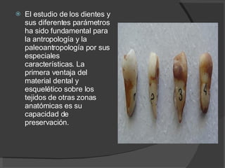 El estudio de los dientes y sus diferentes parámetros ha sido fundamental para la antropología y la paleoantropología por sus especiales características. La primera ventaja del material dental y esquelético sobre los tejidos de otras zonas anatómicas es su capacidad de preservación. 