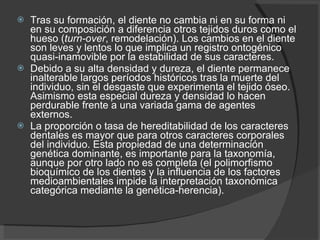 Tras su formación, el diente no cambia ni en su forma ni en su composición a diferencia otros tejidos duros como el hueso ( turn-over , remodelación). Los cambios en el diente son leves y lentos lo que implica un registro ontogénico quasi-inamovible por la estabilidad de sus caracteres. Debido a su alta densidad y dureza, el diente permanece inalterable largos períodos históricos tras la muerte del individuo, sin el desgaste que experimenta el tejido óseo. Asimismo esta especial dureza y densidad lo hacen perdurable frente a una variada gama de agentes externos. La proporción o tasa de hereditabilidad de los caracteres dentales es mayor que para otros caracteres corporales del individuo. Esta propiedad de una determinación genética dominante, es importante para la taxonomía, aunque por otro lado no es completa (el polimorfismo bioquímico de los dientes y la influencia de los factores medioambientales impide la interpretación taxonómica categórica mediante la genética-herencia). 