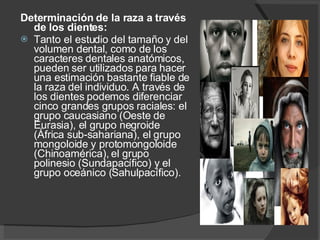 Determinación de la raza a través de los dientes:  Tanto el estudio del tamaño y del volumen dental, como de los caracteres dentales anatómicos, pueden ser utilizados para hacer una estimación bastante fiable de la raza del individuo. A través de los dientes podemos diferenciar cinco grandes grupos raciales: el grupo caucasiano (Oeste de Eurasia), el grupo negroide (África sub-sahariana), el grupo mongoloide y protomongoloide (Chinoamérica), el grupo polinesio (Sundapacífico) y el grupo oceánico (Sahulpacífico). 