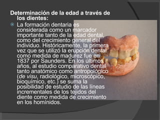 Determinación de la edad a través de los dientes:   La formación dentaria es considerada como un marcador importante tanto de la edad dental, como del crecimiento general del individuo. Históricamente, la primera vez que se utilizó la erupción dental como medida de madurez fue en 1837 por Saunders. En los últimos años, al estudio comparativo dental tanto anatómico como antropológico ( de visu , radiológico, microscópico, bioquímico, etc.) se suma la posibilidad de estudio de las líneas incrementales de los tejidos del diente como medida de crecimiento en los homínidos. 