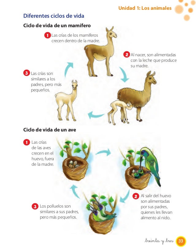 Ciclo de la vida animal ciencias naturales 2 basico2015