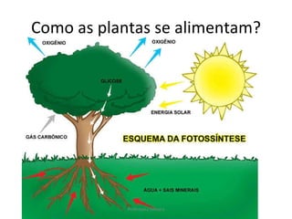 Como as plantas se alimentam? Professora Silmara 