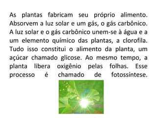 As plantas fabricam seu próprio alimento. Absorvem a luz solar e um gás, o gás carbônico. A luz solar e o gás carbônico unem-se à água e a um elemento químico das plantas, a clorofila. Tudo isso constitui o alimento da planta, um açúcar chamado glicose. Ao mesmo tempo, a planta libera oxigênio pelas folhas. Esse processo é chamado de fotossíntese. Professora Silmara 