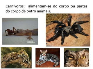 Carnívoros:  alimentam-se do corpo ou partes do corpo de outro animais.  Professora Silmara 