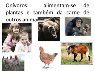 Onívoros:  alimentam-se de plantas e também da carne de outros animais. Professora Silmara 
