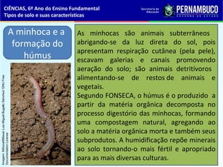 As minhocas são animais subterrâneos
abrigando-se da luz direta do sol, pois
apresentam respiração cutânea (pela pele),
escavam galerias e canais promovendo
aeração do solo; são animais detritívoros
alimentando-se de restos de animais e
vegetais.
Segundo FONSECA, o húmus é o produzido a
partir da matéria orgânica decomposta no
processo digestório das minhocas, formando
uma compostagem natural, agregando ao
solo a matéria orgânica morta e também seus
subprodutos. A humidificação repõe minerais
ao solo tornando-o mais fértil e apropriado
para as mais diversas culturas.
A minhoca e a
formação do
húmus
CIÊNCIAS, 6º Ano do Ensino Fundamental
Tipos de solo e suas características
Imagem:Miñoca066eue/LuisMiguelBugalloSánchez/GNUFree
DocumentationLicense
 
