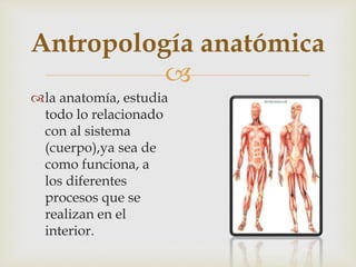 
la anatomía, estudia
todo lo relacionado
con al sistema
(cuerpo),ya sea de
como funciona, a
los diferentes
procesos que se
realizan en el
interior.
Antropología anatómica
 