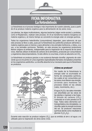 FICHA INFORMATIVA 
La fotosíntesis 
La fotosíntesis es el proceso biológico más importante de nuestro planeta, pues a partir 
de él se produce materia orgánica para la alimentación de los seres vivos. 
Las plantas, las algas multicelulares, algunas bacterias (algas verde-azules) y protistas, 
como el fitoplancton, realizan este proceso. En él se transforma materia inorgánica en 
materia orgánica y al mismo tiempo se convierte la energía solar en energía química. 
Todos los organismos heterótrofos (consumidores) dependen, para sobrevivir, de que 
este proceso se lleve a cabo, pues por la fotosíntesis los autótrofos producen alimentos y 
materia orgánica para sí mismos y para alimentar a los animales herbívoros, y éstos, a su 
vez, a los animales carnívoros. También, en este proceso los organismos productores 
liberan oxígeno al ambiente, indispensable para la respiración de la mayoría de los seres 
vivos. Además utilizan el dióxido de carbono de la atmósfera, producido por consumidores 
y organismos descomponedores. Si esto último no ocurriese, el aire se saturaría con CO2. 
La fotosíntesis se produce gracias a una sustancia llamada clorofila: pigmento de color 
verde que se encuentra en unos organelos especializados llamados cloroplastos presentes 
en los organismos autótrofos. La clorofila absorbe la luz necesaria para que la fotosíntesis 
se produzca. 
Clorofila 
Agua y sales 
minerales 
120 Los ecosistemas y su diversidad 
¿Cómo se produce? 
Por medio de la fotosíntesis la 
energía solar es acumulada en 
forma de compuestos químicos, 
los cuales al ser consumidos por 
los seres vivos liberan esa energía, 
sirviendo para mantener los 
procesos vitales en las células 
(calor, movimiento, etc.). 
El agua (H2O) y las sales minerales 
son absorbidas por las raíces de 
las plantas e ingresan a las hojas. 
El dióxido de carbono (CO2) 
contenido en el aire penetra en la 
hoja. Todos estos elementos son 
transportados a los cloroplastos. La 
clorofila capta la energía luminosa 
del sol. Se producen reacciones 
químicas dando como resultado la 
glucosa (C6H12O6). 
Energía 
solar 
Oxígeno 
Gas 
carbónico 
Raíces 
Durante esta reacción se produce oxígeno (O2), que es emitido al aire o al agua y es 
utilizado para la respiración de otros seres vivos. 
 