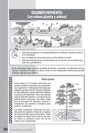 SEGUNDO MOMENTO: 
Los reinos planta y animal 
● ¿Qué tipo de plantas y animales identificas en el dibujo? ¿Existen similares 
en tu localidad? 
● Haz un listado de cinco seres de los reinos planta y animal. 
● Describe brevemente las características de un animal y de una planta que 
sean de tu preferencia. 
En la naturaleza existe una gran variedad de plantas y animales, de diferentes formas, 
colores y tamaños. En cada uno de los reinos se han establecido criterios que permiten 
clasificar (agrupar) las especies. 
126 Los ecosistemas y su diversidad 
Reino planta 
Como sabes, en la cadena alimentaria las 
plantas cumplen una función muy importante: 
son organismos multicelulares formados por 
células eucariotas y tienen nutrición autótrofa, 
es decir, elaboran su propio alimento mediante 
el proceso de fotosíntesis. Este reino agrupa 
más de 260 000 especies. La mayoría de las 
plantas tienen tres partes: raíz, tallo y hojas 
que se encargan de absorber, conducir y 
transformar las sustancias necesarias para 
producir su alimento. 
Los tallos transportan sustancias de una a 
otra parte de la planta a través de un sistema 
de tubos llamados vasos conductores. Todas 
las plantas no tienen estos vasos y, por eso, 
se utiliza su existencia como uno de los 
criterios para clasificarlas. 
Flor 
Tallo 
Hoja 
Raíz principal 
Pelos 
absorbentes 
 