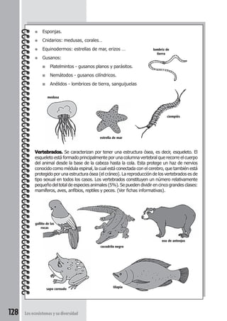 ● Esponjas. 
● Cnidarios: medusas, corales… 
● Equinodermos: estrellas de mar, erizos … 
● Gusanos: 
■ Platelmintos - gusanos planos y parásitos. 
■ Nemátodos - gusanos cilíndricos. 
■ Anélidos - lombrices de tierra, sanguijuelas 
lombriz de 
tierra 
Vertebrados. Se caracterizan por tener una estructura ósea, es decir, esqueleto. El 
esqueleto está formado principalmente por una columna vertebral que recorre el cuerpo 
del animal desde la base de la cabeza hasta la cola. Esta protege un haz de nervios 
conocido como médula espinal, la cual está conectada con el cerebro, que también está 
protegido por una estructura ósea (el cráneo). La reproducción de los vertebrados es de 
tipo sexual en todos los casos. Los vertebrados constituyen un número relativamente 
pequeño del total de especies animales (5%). Se pueden dividir en cinco grandes clases: 
mamíferos, aves, anfibios, reptiles y peces. (Ver fichas informativas). 
gallito de las 
rocas 
128 Los ecosistemas y su diversidad 
cocodrilo negro 
sapo cornudo 
oso de anteojos 
medusa 
estrella de mar 
ciempiés 
tilapia 
 