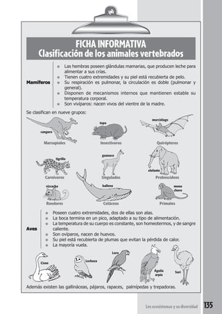 FICHA INFORMATIVA 
Clasificación de los animales vertebrados 
● Las hembras poseen glándulas mamarias, que producen leche para 
elefante 
vizcacha mono 
choro 
Águila Suri 
arpía 
Los ecosistemas y su diversidad 135 
alimentar a sus crías. 
● Tienen cuatro extremidades y su piel está recubierta de pelo. 
 
Mamíferos ● Su respiración es pulmonar, la circulación es doble (pulmonar y 
general). 
● Disponen de mecanismos internos que mantienen estable su 
temperatura corporal. 
● Son vivíparos: nacen vivos del vientre de la madre. 
Se clasifican en nueve grupos: 
canguro 
Marsupiales Insectívoros Quirópteros 
tigrillo 
guanaco 
Carnívoros Ungulados Proboscídeos 
ballena 
Roedores Cetáceos Primates 
● Poseen cuatro extremidades, dos de ellas son alas. 
● La boca termina en un pico, adaptado a su tipo de alimentación. 
Aves 
● La temperatura de su cuerpo es constante, son homeotermos, y de sangre 
caliente. 
● Son ovíparos, nacen de huevos. 
● Su piel está recubierta de plumas que evitan la pérdida de calor. 
● La mayoría vuela. 
 
topo 
murciélago 
Loro 
Lechuza 
Cisne 
Además existen las gallináceas, pájaros, rapaces, palmípedas y trepadoras. 
 
