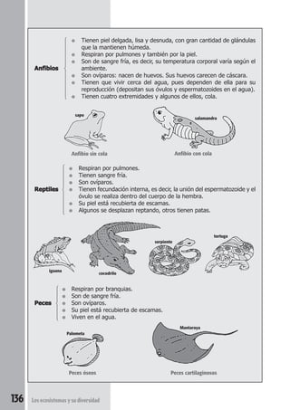 ● Tienen piel delgada, lisa y desnuda, con gran cantidad de glándulas 
que la mantienen húmeda. 
● Respiran por pulmones y también por la piel. 
Anfibios 
● Son de sangre fría, es decir, su temperatura corporal varía según el 
ambiente. 
● Son ovíparos: nacen de huevos. Sus huevos carecen de cáscara. 
● Tienen que vivir cerca del agua, pues dependen de ella para su 
reproducción (depositan sus óvulos y espermatozoides en el agua). 
● Tienen cuatro extremidades y algunos de ellos, cola. 
 
sapo 
Anfibio sin cola Anfibio con cola 
● Respiran por pulmones. 
● Tienen sangre fría. 
● Son ovíparos. 
 
Reptiles ● Tienen fecundación interna, es decir, la unión del espermatozoide y el 
óvulo se realiza dentro del cuerpo de la hembra. 
● Su piel está recubierta de escamas. 
● Algunos se desplazan reptando, otros tienen patas. 
cocodrilo 
● Respiran por branquias. 
● Son de sangre fría. 
 
Peces ● Son ovíparos. 
● Su piel está recubierta de escamas. 
● Viven en el agua. 
Peces óseos Peces cartilaginosos 
136 Los ecosistemas y su diversidad 
tortuga 
iguana 
serpiente 
Mantaraya 
Palometa 
salamandra 
 