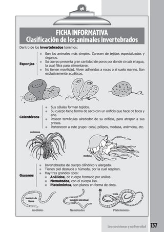 FICHA INFORMATIVA 
Clasificación de los animales invertebrados 
■ Anélidos, de cuerpo formado por anillos. 
■ Nematodos, con el cuerpo liso. 
■ Platelmintos, son planos en forma de cinta. 
  
tenia 
Los ecosistemas y su diversidad 137 
Dentro de los invertebrados tenemos: 
● Son los animales más simples. Carecen de tejidos especializados y 
órganos. 
Esponjas 
● Su cuerpo presenta gran cantidad de poros por donde circula el agua, 
la cual filtra para alimentarse. 
● No tienen movilidad. Viven adheridos a rocas o al suelo marino. Son 
exclusivamente acuáticos. 
● Sus células forman tejidos. 
● Su cuerpo tiene forma de saco con un orificio que hace de boca y 
ano. 
Celentéreos 
● Poseen tentáculos alrededor de su orificio, para atrapar a sus 
presas. 
● Pertenecen a este grupo: coral, pólipos, medusa, anémona, etc. 
anémona 
medusa 
 
● Invertebrados de cuerpo cilíndrico y alargado. 
● Tienen piel desnuda y húmeda, por la cual respiran. 
Gusanos 
● Hay tres grandes tipos: 
lombriz de 
tierra lombriz intestinal 
Anélidos Nemátodos Platelmintos 
 