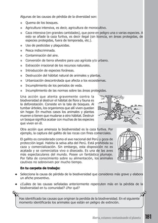 Algunas de las causas de pérdida de la diversidad son: 
Alerta, estamos contaminando el planeta 181 
● Quema de los bosques. 
● Agricultura intensiva, es decir, agricultura de monocultivo. 
● Caza intensiva (en grandes cantidades), que pone en peligro una o varias especies. A 
esto se añade la caza furtiva, es decir ilegal (sin licencia, en áreas protegidas, de 
especies protegidas, fuera de temporada, etc.). 
● Uso de pesticidas y plaguicidas. 
● Pesca indiscriminada. 
● Contaminación del aire. 
● Conversión de tierra silvestre para uso agrícola y/o urbano. 
● Extracción irracional de los recursos naturales. 
● Introducción de especies foráneas. 
● Destrucción del hábitat natural de animales y plantas. 
● Urbanización descontrolada que afecta a los ecosistemas. 
● Incumplimiento de los periodos de veda. 
● Incumplimiento de las normas sobre las áreas protegidas. 
Una acción que atenta gravemente contra la 
biodiversidad al destruir el hábitat de flora y fauna es 
la deforestación. Consiste en la tala de bosques. Al 
tumbar árboles, los organismos que allí viven quedan 
sin hogar. En muchos casos los animales y plantas 
mueren o tienen que mudarse a otro hábitat. Destruir 
un bosque significa acabar con muchas de las especies 
que viven en él. 
Otra acción que amenaza la biodiversidad es la caza furtiva. Por 
ejemplo, la captura del gallito de las rocas con fines comerciales. 
El gallito es considerado como el ave nacional del Perú y goza de 
protección legal. Habita la selva alta del Perú. Está prohibida su 
caza y comercialización. Sin embargo, esta disposición no es 
acatada y se comercializa vivo o disecado. Es una de las aves 
más espectaculares del mundo. Posee un fantástico plumaje. 
Por falta de conocimiento sobre su alimentación, los animales 
cautivos no sobreviven por mucho tiempo. 
En tu carpeta de trabajo: 
◆ Selecciona la causa de pérdida de la biodiversidad que consideres más grave y elabora 
un afiche preventivo. 
◆ ¿Cuáles de las causas señaladas anteriormente repercuten más en la pérdida de la 
biodiversidad en tu comunidad? ¿Por qué? 
Has identificado las causas que originan la perdida de la biodiversidad. En el siguiente 
momento identificarás los animales que están en peligro de extinción. 
 