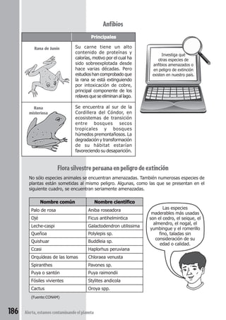 Principales 
Su carne tiene un alto 
contenido de proteínas y 
calorías, motivo por el cual ha 
sido sobreexplotada desde 
hace varias décadas. Pero 
estudios han comprobado que 
la rana se está extinguiendo 
por intoxicación de cobre, 
principal componente de los 
relaves que se eliminan al lago. 
Se encuentra al sur de la 
Cordillera del Cóndor, en 
ecosistemas de transición 
entre bosques secos 
tropicales y bosques 
húmedos premontañosos. La 
degradación y transformación 
de su hábitat estarían 
favoreciendo su desaparición. 
Rana 
misteriosa 
186 Alerta, estamos contaminando el planeta 
Anfibios 
Rana de Junín 
Investiga qué 
otras especies de 
anfibios amenazados o 
en peligro de extinción 
existen en nuestro país. 
Flora silvestre peruana en peligro de extinción 
No sólo especies animales se encuentran amenazadas. También numerosas especies de 
plantas están sometidas al mismo peligro. Algunas, como las que se presentan en el 
siguiente cuadro, se encuentran seriamente amenazadas. 
Nombre común Nombre científico 
Palo de rosa Aniba roseadora 
Ojé Ficus antihelmintica 
Leche-caspi Galactodendron utilissima 
Queñoa Polylepis sp. 
Quishuar Buddleia sp. 
Ccasi Haplorhus peruviana 
Orquídeas de las lomas Chloraea venusta 
Spiranthes Pavones sp. 
Puya o santón Puya raimondii 
Fósiles vivientes Stylites andicola 
Cactus Oroya spp. 
(Fuente:CONAM) 
Las especies 
maderables más usadas 
son el cedro, el seique, el 
almendro, el nogal, el 
yumbingue y el romerillo 
fino, taladas sin 
consideración de su 
edad o calidad. 
 