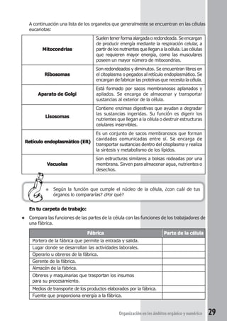 A continuación una lista de los organelos que generalmente se encuentran en las células 
eucariotas: 
● Según la función que cumple el núcleo de la célula, ¿con cuál de tus 
órganos lo compararías? ¿Por qué? 
Organización en los ámbitos orgánico y numérico 29 
Mitocondrias 
Suelen tener forma alargada o redondeada. Se encargan 
de producir energía mediante la respiración celular, a 
partir de los nutrientes que llegan a la célula. Las células 
que requieren mayor energía, como las musculares 
poseen un mayor número de mitocondrias. 
Ribosomas 
Son redondeados y diminutos. Se encuentran libres en 
el citoplasma o pegados al retículo endoplasmático. Se 
encargan de fabricar las proteínas que necesita la célula. 
Aparato de Golgi 
Está formado por sacos membranosos aplanados y 
apilados. Se encarga de almacenar y transportar 
sustancias al exterior de la célula. 
Lisosomas 
Contiene enzimas digestivas que ayudan a degradar 
las sustancias ingeridas. Su función es digerir los 
nutrientes que llegan a la célula o destruir estructuras 
celulares inservibles. 
Retículo endoplasmático (ER) 
Es un conjunto de sacos membranosos que forman 
cavidades comunicadas entre sí. Se encarga de 
transportar sustancias dentro del citoplasma y realiza 
la síntesis y metabolismo de los lípidos. 
Vacuolas 
Son estructuras similares a bolsas rodeadas por una 
membrana. Sirven para almacenar agua, nutrientes o 
desechos. 
En tu carpeta de trabajo: 
◆ Compara las funciones de las partes de la célula con las funciones de los trabajadores de 
una fábrica. 
Fábrica Parte de la célula 
Portero de la fábrica que permite la entrada y salida. 
Lugar donde se desarrollan las actividades laborales. 
Operario u obreros de la fábrica. 
Gerente de la fábrica. 
Almacén de la fábrica. 
Obreros y maquinarias que trasportan los insumos 
para su procesamiento. 
Medios de transporte de los productos elaborados por la fábrica. 
Fuente que proporciona energía a la fábrica. 
 