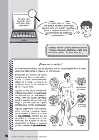 30 Organización en los ámbitos orgánico y numérico 
La célula funciona como 
una especie de fábrica donde cada 
operario tiene una función específica y 
juntos consiguen un fin común: el 
funcionamiento del organismo. 
Investiga sobre 
las células madre 
(definición, clases y 
aplicaciones). 
El cuerpo humano contiene aproximadamente 
10 billones de células clasificadas en 250 tipos 
(estriadas, planas, cilíndricas, lisas, etc.). 
¿Cómo son las células? 
La mayoría de las células son tan pequeñas que no podemos percibirlas a simple 
vista. Para observarlas se requiere un microscopio. 
De acuerdo a su función, las células 
pueden tener diferentes tamaños y 
formas. La unidad de medida de las 
células es la micra. La micra es la 
milésima parte de un milímetro 
(1 μm = 0,001 mm). 
Algunas de las células bacterianas 
más pequeñas tienen forma cilíndrica 
de menos de una micra de longitud. 
Otras, como las células nerviosas, 
pueden alcanzar varios metros de 
longitud (las del cuello de la jirafa 
constituyen un ejemplo espectacular). 
Algunos organismos microscópicos, 
como bacterias y protozoos tienen 
una sola célula y reciben el nombre 
de unicelulares, mientras que los 
animales y plantas que están 
formados por millones de células 
organizadas en tejidos y órganos 
reciben el nombre de pluricelulares. 
revestimiento 
del esófago 
articulación 
de la rodilla 
músculo 
del brazo 
abdomen 
sangre hueso 
 