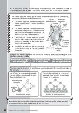En la naturaleza existen también seres muy diferentes, pero necesarios porque se 
complementan. ¿Qué sería de los animales sin los vegetales y de nosotros sin ellos? 
Las células vegetales al igual que las células animales son eucarióticas. Sin embargo, 
ambas células tienen algunas diferencias. 
● Las células vegetales presentan una pared 
celular rígida que evita cambios de forma y 
posición. 
● Las células vegetales contienen plastidios, 
estructuras rodeadas por una membrana, 
que sintetizan y almacenan alimentos. Los 
más comunes son los cloroplastos. 
● Casi todas las células vegetales poseen 
grandes vacuolas que tienen la función de 
transportar y almacenar nutrientes, agua y 
productos de desecho. 
● Las células vegetales complejas carecen de 
ciertos organelos, como los centriolos y los 
lisosomas. 
retículo 
endoplasmático 
núcleo 
nucleolo 
mitocondria 
membrana 
plasmática 
pared 
celular 
cloroplasto 
ribosomas 
vacuola 
central 
citoplasma 
aparato de 
Golgi 
Compara las células vegetales con las células animales. Recuerda lo trabajado en la 
actividad 2 de esta unidad. 
Características propias Características propias Características comunes 
de la célula vegetal de la célula animal a los dos tipos de células 
Algunas veces, las funciones de las células se hacen evidentes en forma positiva o negativa. 
Por ejemplo: 
Las células se regeneran formando 
nuevas células, regenerando tejidos, 
órganos dañados, etc. 
daño celular sin 
reparación 
apoptosis 
Has identificado las semejanzas y diferencias que existen entre las células animales y 
vegetales reconociendo la importancia de sus funciones. 
50 Organización en los ámbitos orgánico y numérico 
Cuando las células se regeneran 
anormalmente forman tumores que 
invaden otros órganos. 
División celular normal División de células cancerosas 
 