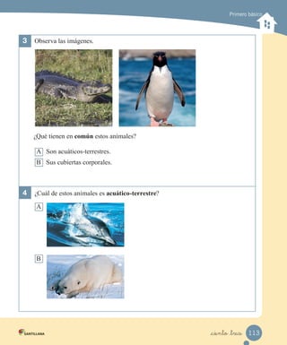 Primero básico
3	 Observa las imágenes.
¿Qué tienen en común estos animales?
A Son acuáticos-terrestres.
B Sus cubiertas corporales.
4	 ¿Cuál de estos animales es acuático-terrestre?
A
B
113
_ciento _trece
 