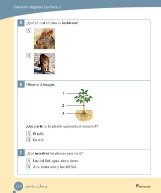 Evaluación integradora tipo Simce MR
5	 ¿Qué animal chileno es herbívoro?
A
B
6	 Observa la imagen.
¿Qué parte de la planta representa el número 3?
A El tallo.
B La raíz.
7	 ¿Qué necesitan las plantas para vivir?
A Luz del Sol, agua, aire y tierra.
B Aire, tierra seca y luz del Sol.
1
2
3
_ciento _catorce
114
 